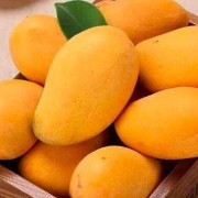 孕妇吃芒果可以吗,孕期可以吃芒果吗早期
