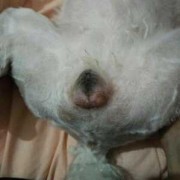 狗狗怀孕期间注意事项（狗狗怀孕六十天还没生,今天吃了两个鸡腿桃子没红肿）