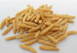 麦冬孕期（麦冬孕期）
