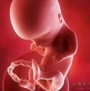 怀孕十四周的胎儿会在什么位置呢,怀孕十四周胎儿图片大全