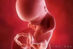怀孕十四周的胎儿会在什么位置呢,怀孕十四周胎儿图片大全