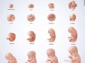胎儿多久成型（胎儿是多少个月才成型的呀）