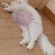 猫怀孕多久时间,猫的孕期多长时间生