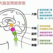 4岁小孩大脑发育好没,胎儿脑发育的关键期是