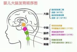 4岁小孩大脑发育好没,胎儿脑发育的关键期是