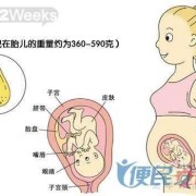孕期22周（孕期22周几个月）