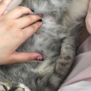 母猫最多怀多久,猫怀孕期多久生
