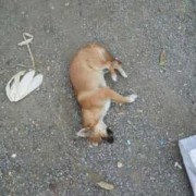 泰迪宝宝死了扔掉母狗会找吗,胎儿死了会有什么症状