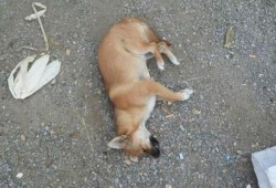 泰迪宝宝死了扔掉母狗会找吗,胎儿死了会有什么症状