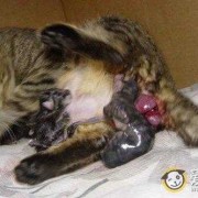 孕期表现（猫咪孕期表现）