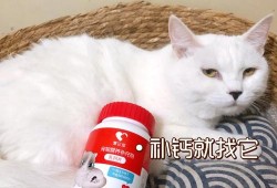 小猫不吃钙片怎么办,孕期不吃钙片对宝宝有影响吗