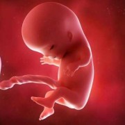孕13周胎儿稳定了吗,怀孕多久胎儿就稳定了呢