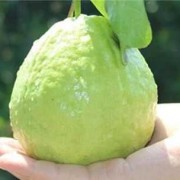 孕妇吃番石榴对胎儿好吗（8个月宝宝可以吃番石榴吗）