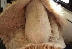 孕期有抽搐（怀孕一个月的泰迪突然抽搐）
