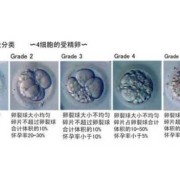 最佳授孕期（胚胎最好的是多少级）