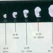 宝宝2月龄指哪几周,怀孕2月胎儿多大图片