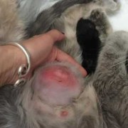 猫咪是如何怀上宝宝的,猫的怀孕期是多久