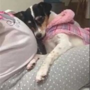 母狗怀孕几个月,狗的孕期是几个月生产