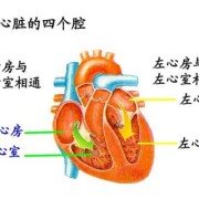 胎儿左心室比右心室大（胎儿左心室比右心室大有问题吗）
