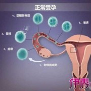 孕期过程图片（孕期过程图片）