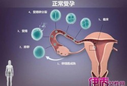 孕期过程图片（孕期过程图片）