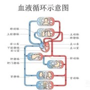 保护婴儿的动画电影叫什么,胎儿血液循环动画解说