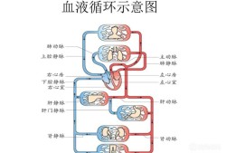 保护婴儿的动画电影叫什么,胎儿血液循环动画解说