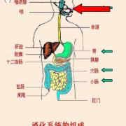 胎儿消化道（胎儿消化道）