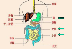 胎儿消化道（胎儿消化道）
