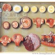 胎儿标本图片（胎盘怎样制成标本纪念品）