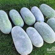 孕妇吃冬瓜对胎儿好吗？经常吃好不好呢,怀孕应该多吃什么对胎儿好一点