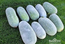 孕妇吃冬瓜对胎儿好吗？经常吃好不好呢,怀孕应该多吃什么对胎儿好一点