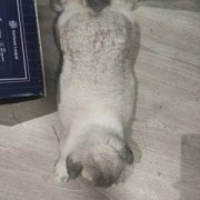 兔怀孕期（兔子孕期多少天）