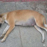狗狗怀小狗最多需要几个月,狗孕期多久生产