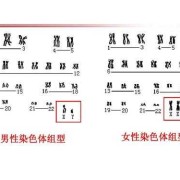 胎儿染色体怎么看男女（性别染色体是什么意思）