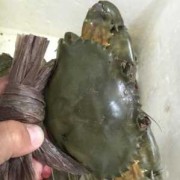 孕期吃菜鲟（孕妇吃菜鲟的注意事项）