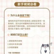 猫孕期饮食（孕猫需要额外补充什么营养）