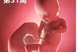 怀孕32周胎儿有多大（怀孕32周胎儿有多大图片）
