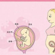 怀孕各周胎儿（17周胎儿在肚子的位置是哪里呢？上面还是下面呢）
