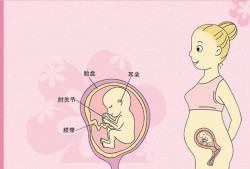怀孕各周胎儿（17周胎儿在肚子的位置是哪里呢？上面还是下面呢）