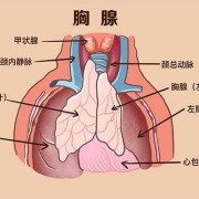胸腺是什么器官有什么功能,胎儿胸腺大小正常值