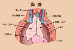 胸腺是什么器官有什么功能,胎儿胸腺大小正常值