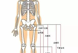 怎么看胎儿腿长短（怎么看胎儿腿长短标准）