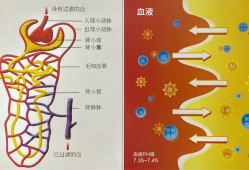 孕期尿酸碱（厕所污水偏酸还是碱性）