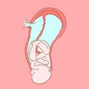 保护婴儿的动画电影叫什么,胎儿血液循环动画解说