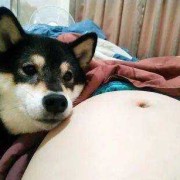 狗狗怀孕,胎动怎么摸,怎么让胎儿动一动