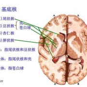 生子豆又叫什么豆,胎儿豆状核尾状核界限不清