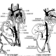 胎儿脐血管（新生儿脐带的结构是）