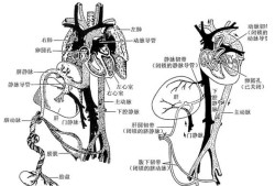 胎儿脐血管（新生儿脐带的结构是）