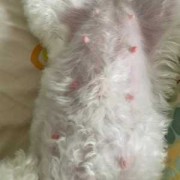 狗狗怀孕六十天还没生,今天吃了两个鸡腿桃子没红肿,狗狗怀孕期间吃什么好消化